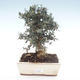 Pokojová bonsai - Olea europaea sylvestris -Oliva evropská drobnolistá PB2192033 - 1/6