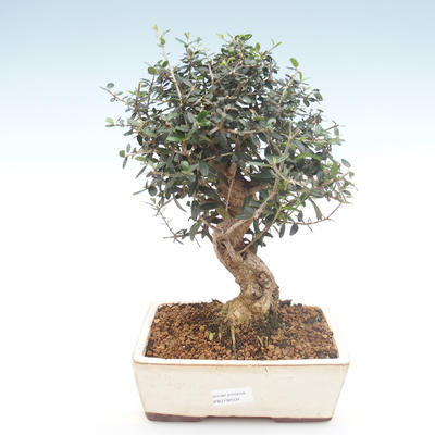 Pokojová bonsai - Olea europaea sylvestris -Oliva evropská drobnolistá PB2192034 - 1