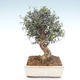 Pokojová bonsai - Olea europaea sylvestris -Oliva evropská drobnolistá PB2192034 - 1/6