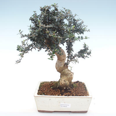 Pokojová bonsai - Olea europaea sylvestris -Oliva evropská drobnolistá PB2192035 - 1