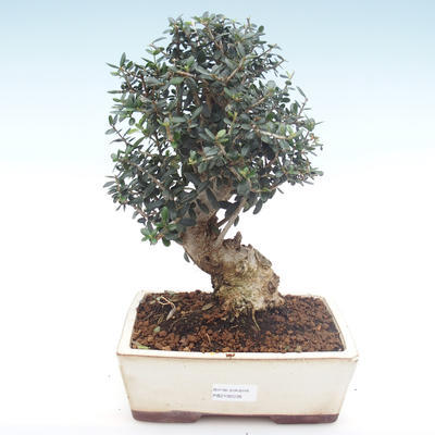 Pokojová bonsai - Olea europaea sylvestris -Oliva evropská drobnolistá PB2192036 - 1