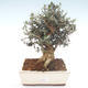 Pokojová bonsai - Olea europaea sylvestris -Oliva evropská drobnolistá PB2192037 - 1/6