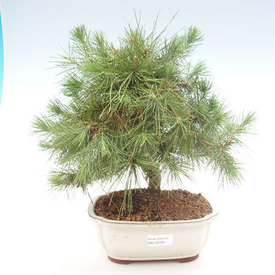 Izbová bonsai-Pinus halepensis-Borovica alepská PB2192038