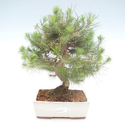 Izbová bonsai-Pinus halepensis-Borovica alepská PB2192039