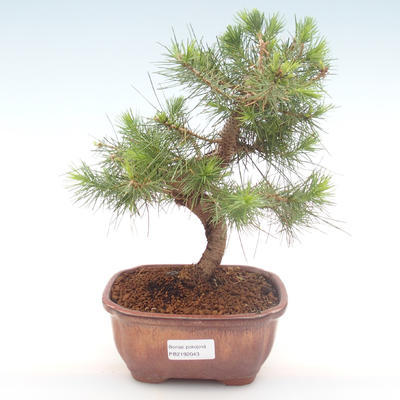 Izbová bonsai-Pinus halepensis-Borovica alepská PB2192043