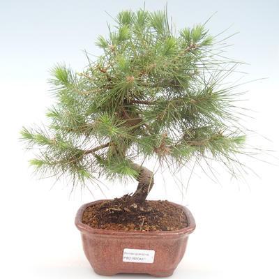 Izbová bonsai-Pinus halepensis-Borovica alepská PB2192044