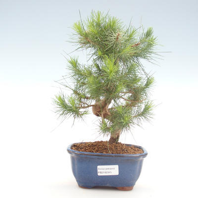 Izbová bonsai-Pinus halepensis-Borovica alepská PB2192045