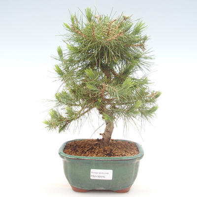 Izbová bonsai-Pinus halepensis-Borovica alepská PB2192046