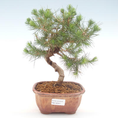 Izbová bonsai-Pinus halepensis-Borovica alepská PB2192047