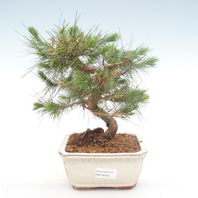 Izbová bonsai-Pinus halepensis-Borovica alepská PB2192048