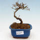 Vonkajší bonsai - Ligustrum obtusifolium - Vtáčí zob tupolistý - 1/5