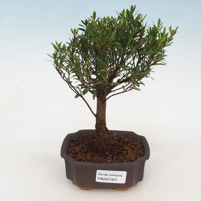 Izbová Syzygium bonsai -Pimentovník - 1