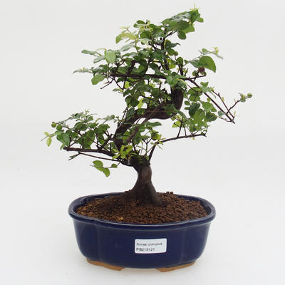 Izbová bonsai - Sagerécie Thea -Sagerécie Čajová - 1