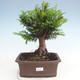 Vonkajšie bonsai - Taxus Bacatá - Tis červený - 1/3
