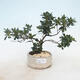 Vonkajšie bonsai - Rhododendron sp. - Azalka ružová - 1/3