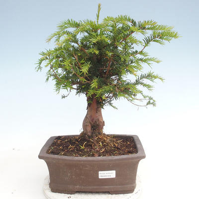 Vonkajšie bonsai - Taxus Bacatá - Tis červený - 1