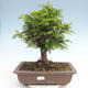 Vonkajšie bonsai - Taxus Bacatá - Tis červený - 1/3