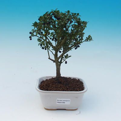 Servis bonsai - Ilex crenata - Cezmína - 1