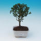 Servis bonsai - Ilex crenata - Cezmína - 1/4