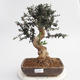 Izbová bonsai - Olea europaea sylvestris -Oliva európska drobnolistá - 1/4