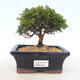 Vonkajšie bonsai - Cypruštek hrachonosný - Chamacyparys pisifera Tsukumo - 1/2