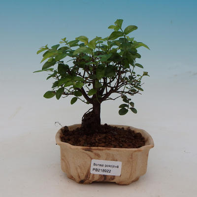 Izbová bonsai - Sageretia thea - Sagerécie čajová - 1
