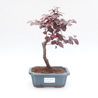 Izbová bonsai - Loropelatum chinensis