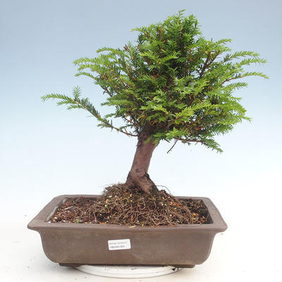Vonkajšie bonsai - Taxus Bacatá - Tis červený - 1
