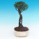 Izbová bonsai - Syzygium - pimentovníka - 1/3