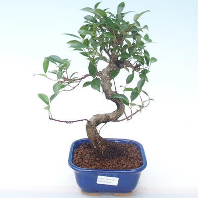 Pokojová bonsai - Ficus kimmen -  malolistý fíkus PB2191934