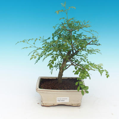 Izbová bonsai - Fraxinus uhdeii - izbový Jaseň