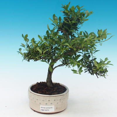 Izbová bonsai - Cezmína