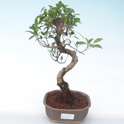 Pokojová bonsai - Ficus kimmen -  malolistý fíkus PB2191937