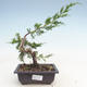 Vonkajšie bonsai - Juniperus chinensis Itoigawa-Jalovec čínsky - 1/3