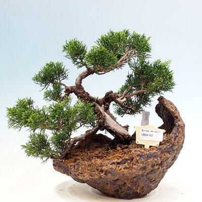 Vonkajší bonsai - Juniperus chinensis Itoigawa-Jalovec čínsky - 1