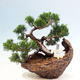 Vonkajší bonsai - Juniperus chinensis Itoigawa-Jalovec čínsky - 1/4