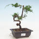 Vonkajšie bonsai - Juniperus chinensis Itoigawa-Jalovec čínsky - 1/3