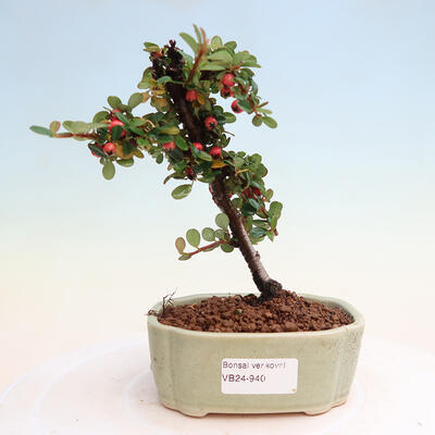 Vonkajší bonsai-Cotoneaster microcarpa -Skalník - 1