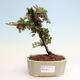 Vonkajší bonsai-Cotoneaster microcarpa -Skalník - 1/2