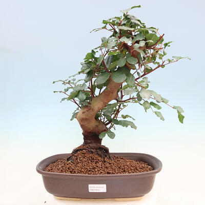 Izbová bonsai - Rohovnik obecny, svätojansky chlieb-Ceratonia sp. - 1