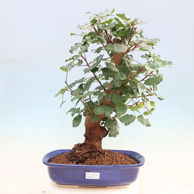 Izbová bonsai - Rohovnik obecny, svätojansky chlieb-Ceratonia sp. - 1
