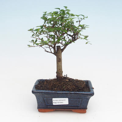 Izbová bonsai -Ligustrum retusa - Vtáčí zob PB2191944 - 1