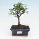 Izbová bonsai -Ligustrum retusa - Vtáčí zob PB2191944 - 1/3