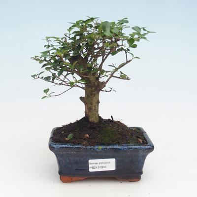 Izbová bonsai -Ligustrum retusa - Vtáčí zob PB2191945 - 1