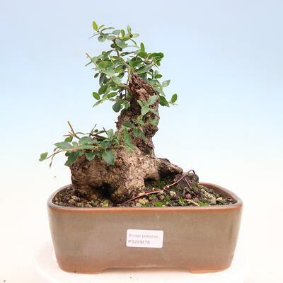 Izbová bonsai - Jamovec širokolistý - Phillyrea latifolia - 1