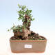 Izbová bonsai - Jamovec širokolistý - Phillyrea latifolia - 1/5