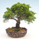 Vonkajšie bonsai - Juniperus chinensis Itoigawa-Jalovec čínsky - 1/6