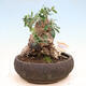 Izbová bonsai - Olea europaea sylvestris -Oliva európska drobnolistá - 1/7