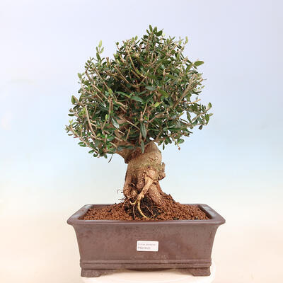 Izbová bonsai - Olea europaea sylvestris -Oliva evropská drobnolistá - 1