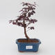 Izbová bonsai - Loropelatum chinensis - 1/2
